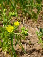 Ranunculus arvensis_Caucasus_SM